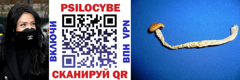 Псилоцибиновые грибы Psilocybe  Шали 